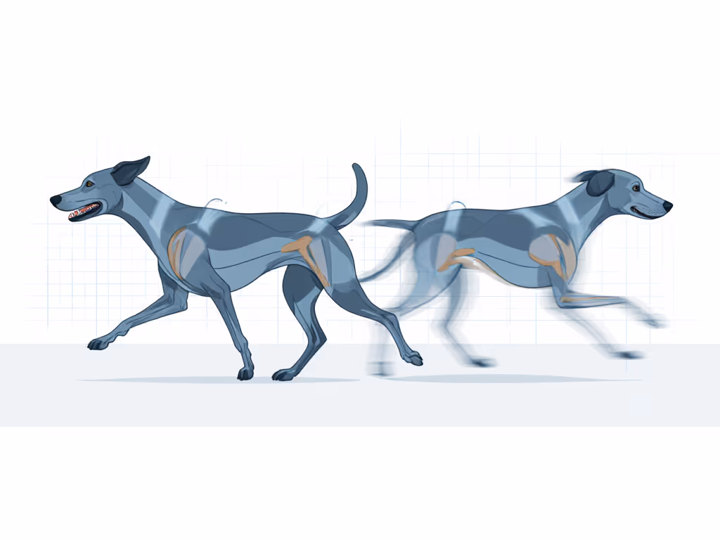 canine_gait_analysis_showing_proper_stride_versus_restricted_movement