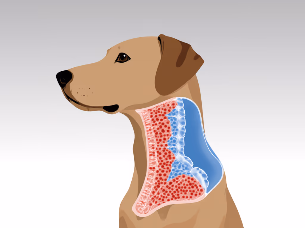anatomical_comparison_of_pressure_distribution_between_prong_collars_and_ergonomic_harnesses